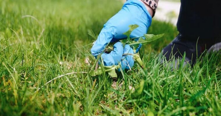 Proven Organic Solutions for Controlling Weeds in Your Lawn