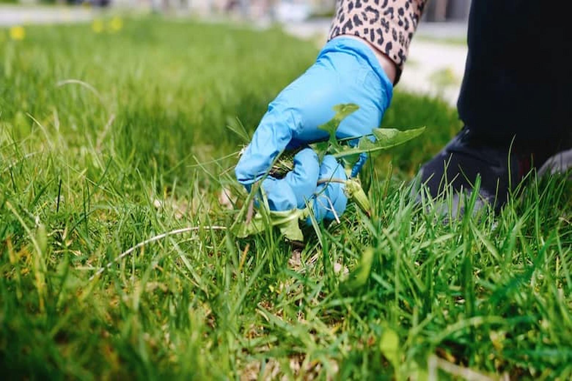 Proven Organic Solutions for Controlling Weeds in Your Lawn