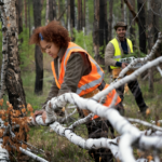 Tree Surgeon